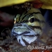 cardinalfish_fiveline_gma_si_h_0266_egy1352_rv.jpg